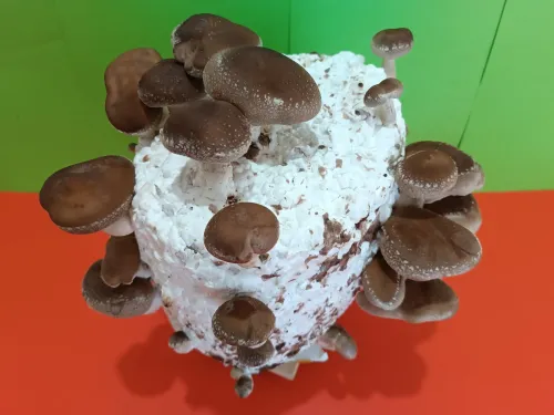 Kit champignon shiitake 