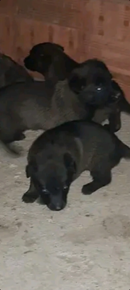 Chien malinois charboni