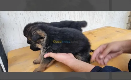 Chien berger allemond