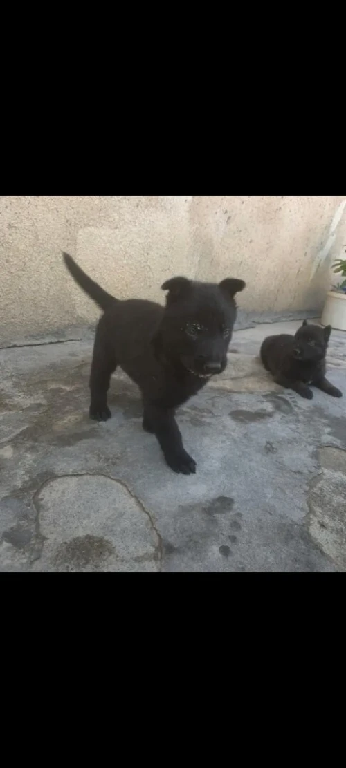 Chien malinois charboni