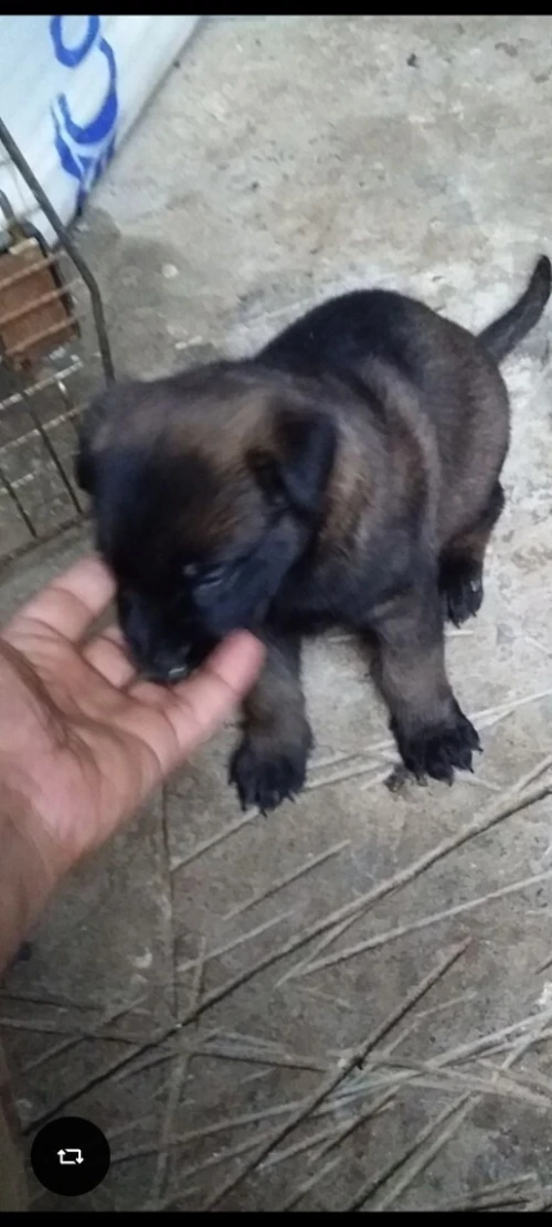Chien malinois charboni