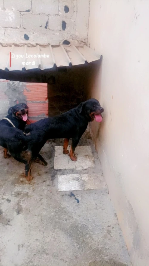 Chien rottwieller