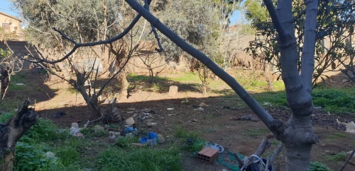 Vente Terrain Tipaza Bou ismail