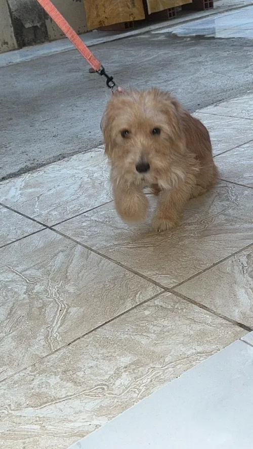 Caniche TERRIER