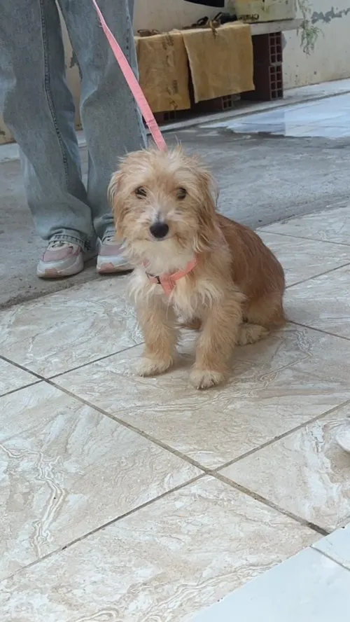 Caniche TERRIER