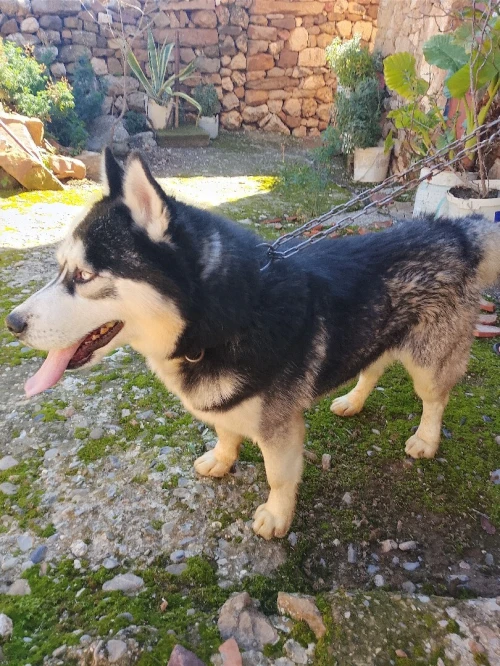 Chien husky