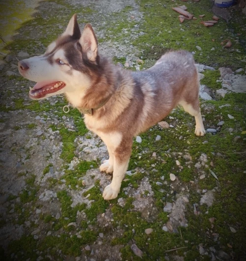 Chien husky