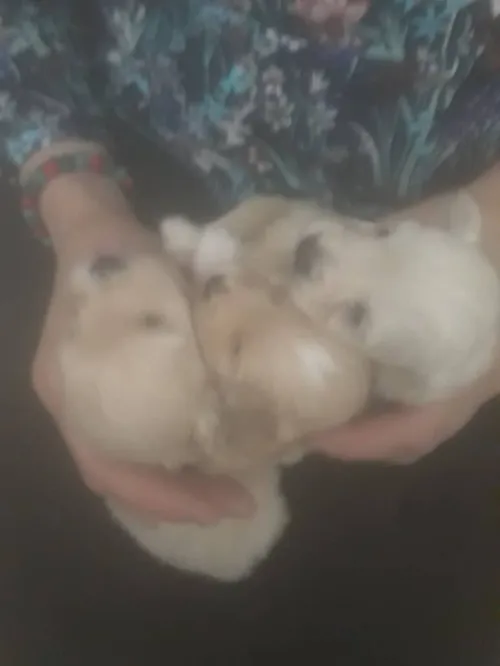 Bichon nains 