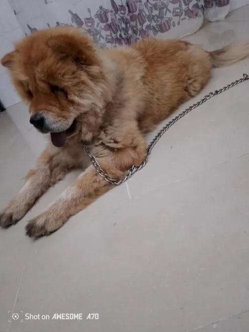 Chow chow 