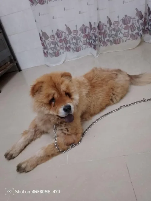 Chow chow 