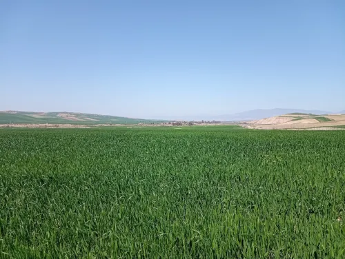 Vente Terrain Agricole Aïn Defla Oued djemaa