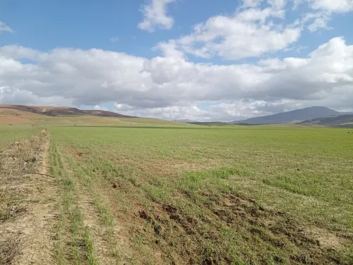 Vente Terrain Agricole Aïn Defla Oued djemaa