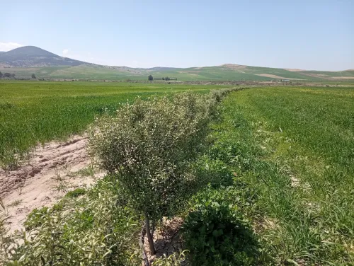 Vente Terrain Agricole Aïn Defla Oued djemaa