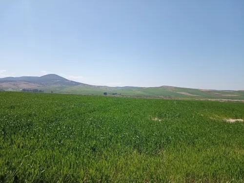 Vente Terrain Agricole Aïn Defla Oued djemaa