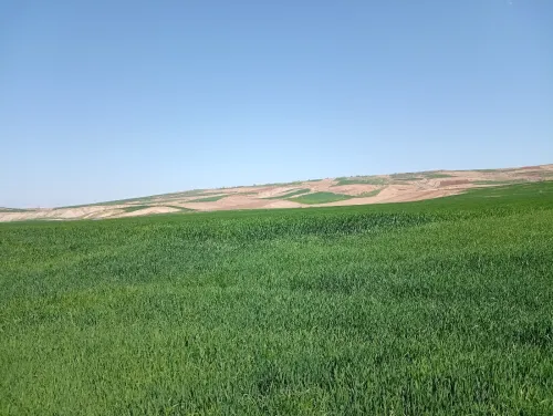 Vente Terrain Agricole Aïn Defla Oued djemaa