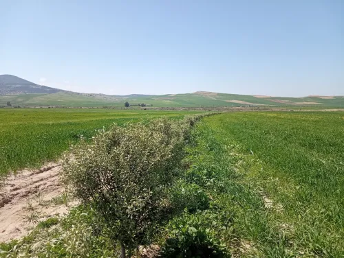Vente Terrain Agricole Aïn Defla Oued djemaa