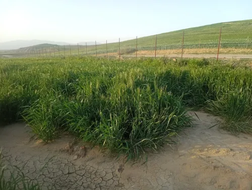 Vente Terrain Agricole Aïn Defla Oued djemaa