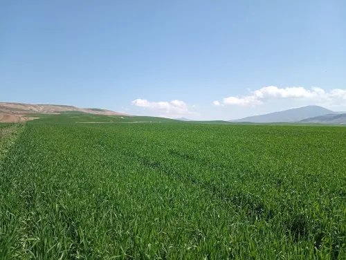 Vente Terrain Agricole Aïn Defla Oued djemaa