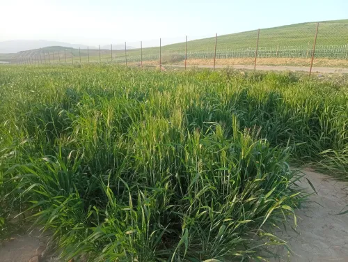 Vente Terrain Agricole Aïn Defla Oued djemaa