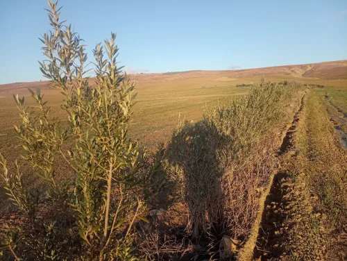 Vente Terrain Agricole Aïn Defla Oued djemaa
