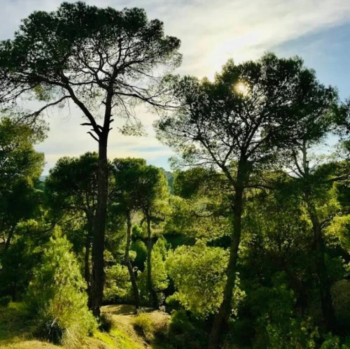 Vente Terrain Agricole Bouira Bordj okhriss