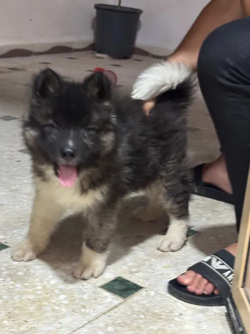 Chien akita american 