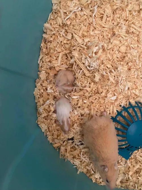Hamster