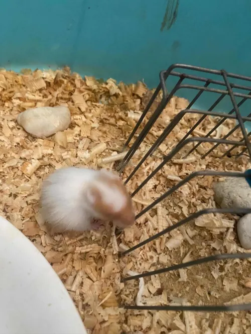 Hamster