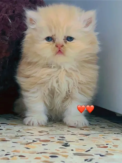 Persan 