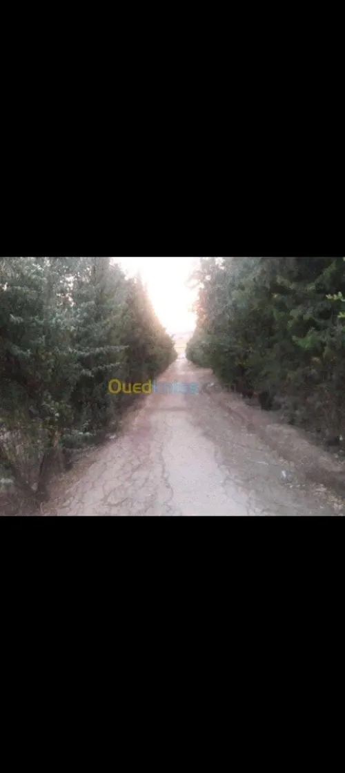 Location Hangar Batna Fesdis