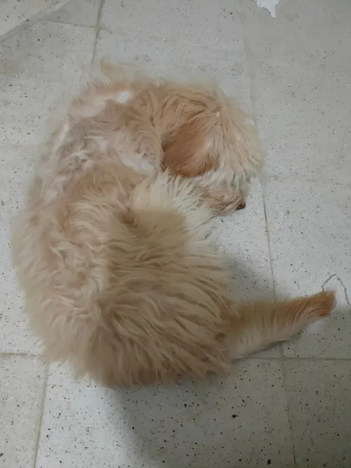 Caniche bichon 