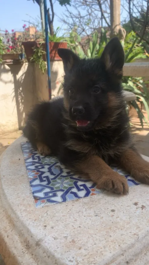 Chiot Berger allemand pure race pedigree 