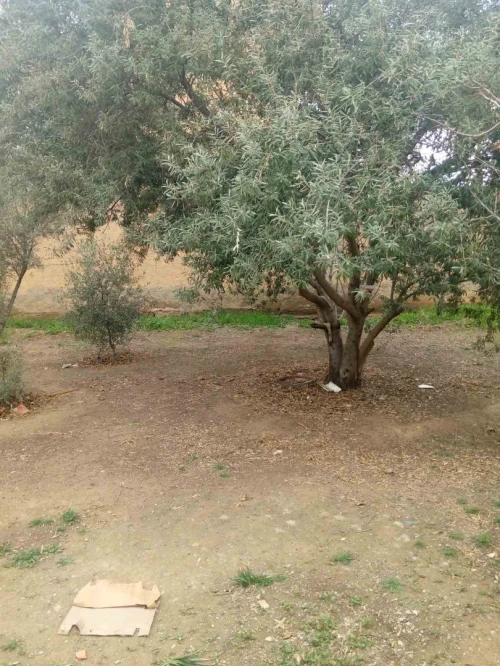 Vente Villa Batna Ain touta