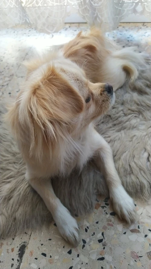 Chiwawa 