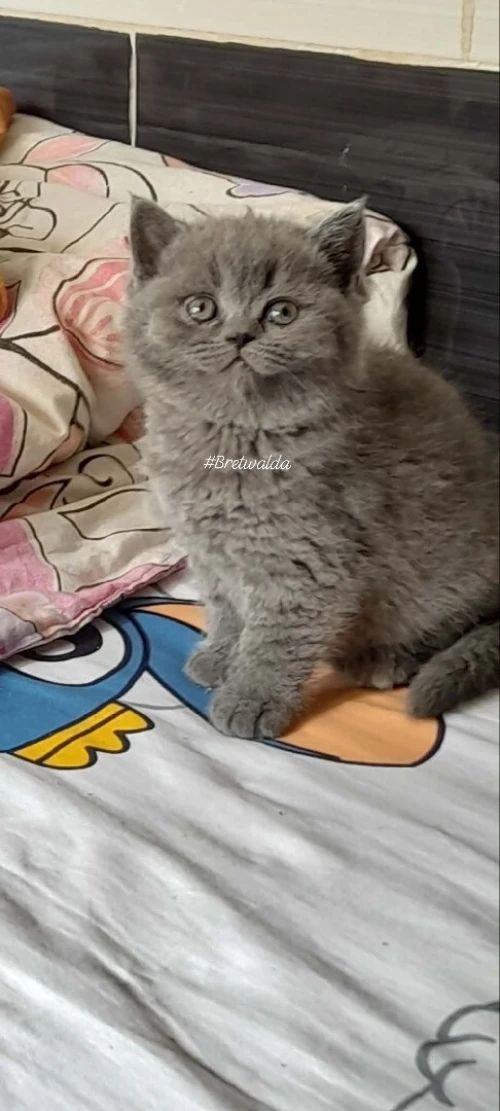 british et scotish shorthair