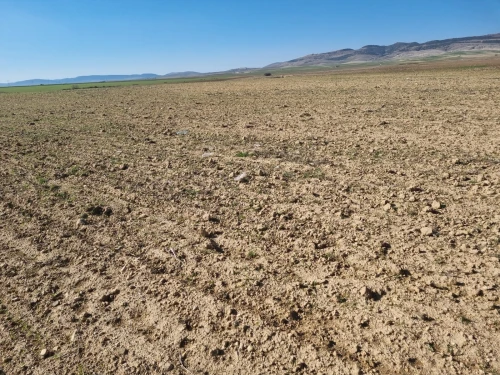 Vente Terrain Agricole Souk Ahras Bir bouhouche