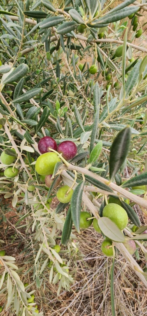 Vente Terrain Agricole Djelfa Bouira lahdab 11