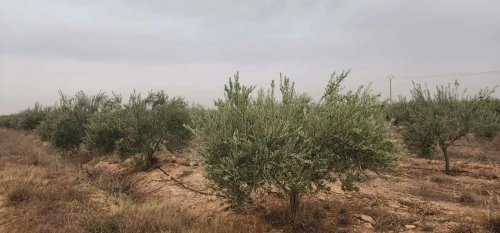 Vente Terrain Agricole Djelfa Bouira lahdab 10