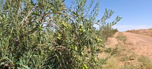Vente Terrain Agricole Djelfa Bouira lahdab 15