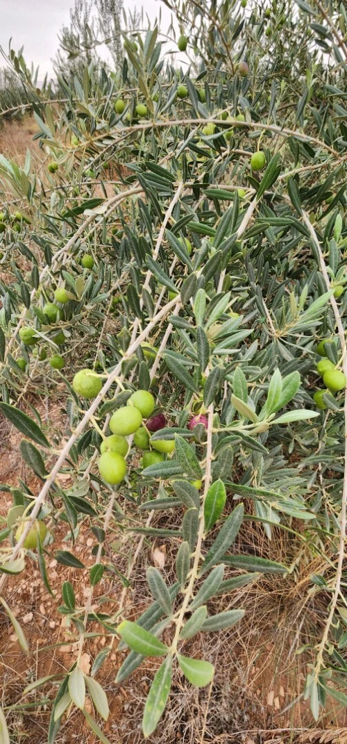Vente Terrain Agricole Djelfa Bouira lahdab 12