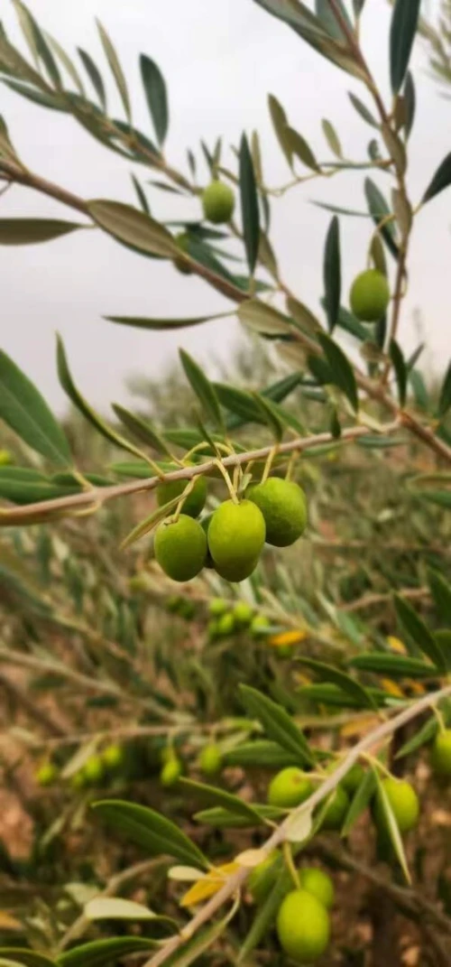 Vente Terrain Agricole Djelfa Bouira lahdab
