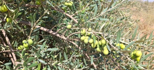 Vente Terrain Agricole Djelfa Bouira lahdab 14