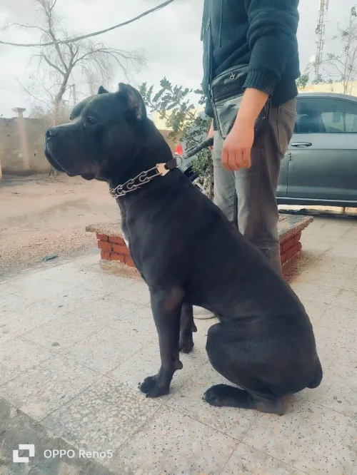 Chien canné corso italie  à vendre