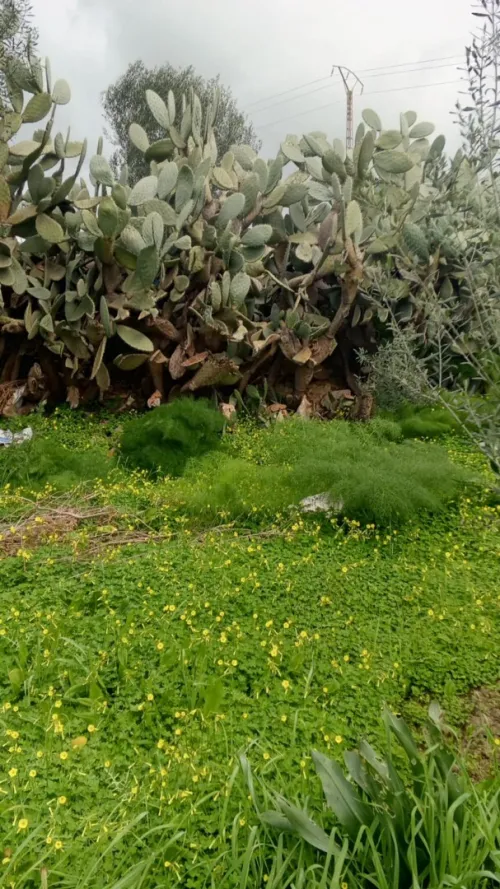 Vente Terrain Tizi Ouzou Sidi naamane
