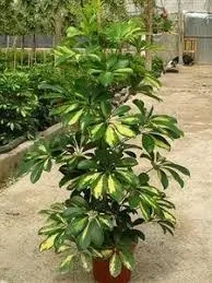 Jardinier