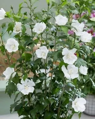 Jardinier
