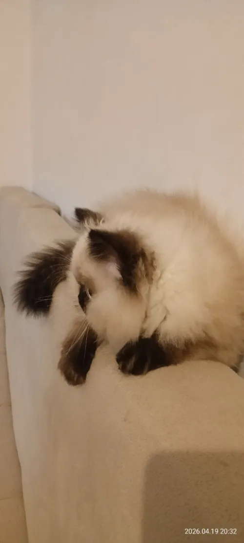 Person Himalaya peki face