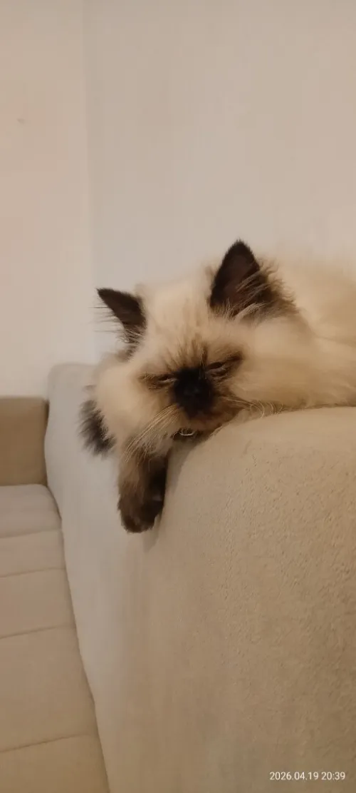 Person Himalaya peki face