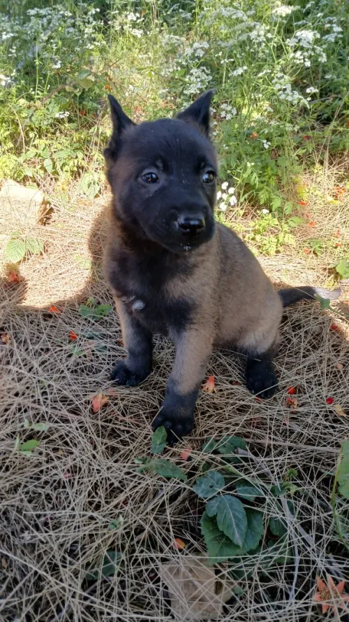 chiot malinois charbonné 50 jours