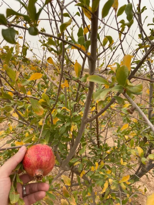 Vente Terrain Agricole Relizane Ouled el djemaa